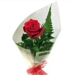 Single Rose