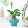 Happy Mom's Day Peace Lily Plant — elegant peace lily in a decorative pot with a heartfelt Mother’s Day greeting.