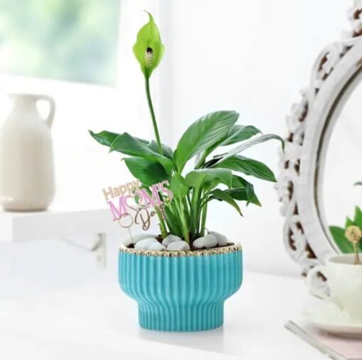 Happy Mom's Day Peace Lily Plant — elegant peace lily in a decorative pot with a heartfelt Mother’s Day greeting.