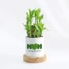 Happy Mother’s Day Bamboo Plant — lucky bamboo in a decorative pot with a loving Mother’s Day message.
