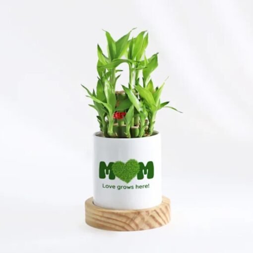 Happy Mother’s Day Bamboo Plant — lucky bamboo in a decorative pot with a loving Mother’s Day message.
