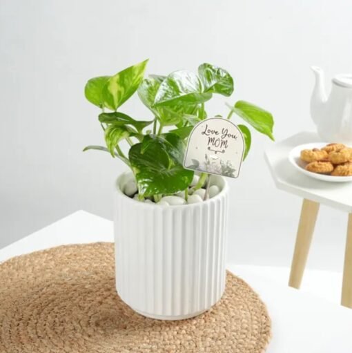 Love You Mom Money Plant — healthy money plant in a decorative pot with a sweet Mother’s Day message.