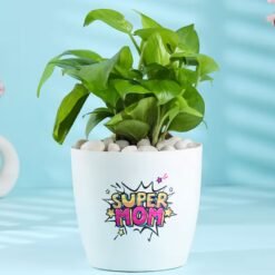 Super Mom Money Plant — lush green money plant in a stylish pot featuring a “Super Mom” label, perfect for Mother’s Day gifting.