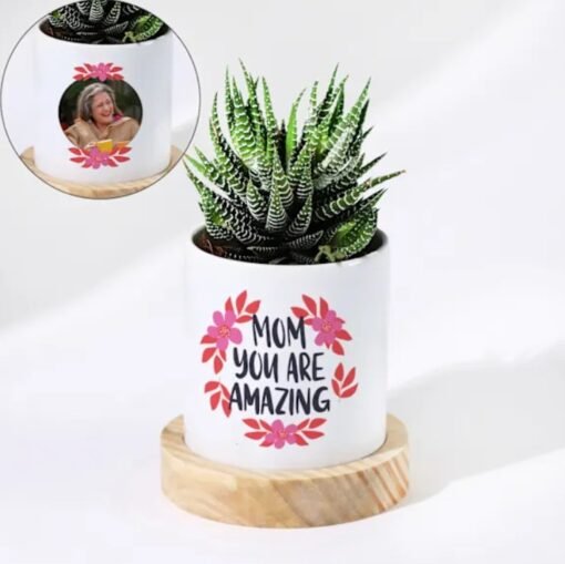 You Are Amazing Mom Zebra Succulent Plant — vibrant zebra succulent in a “You Are Amazing Mom” printed pot.
